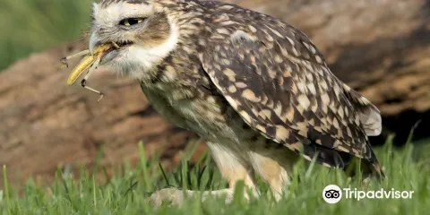 Bird on the Hand Falconry Experiences