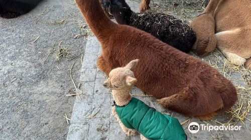 Eastland Alpacas