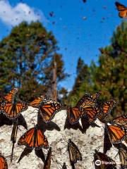 Riserva della biosfera delle farfalle monarca