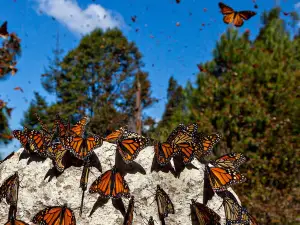 Биосферный заповедник бабочки Монарх