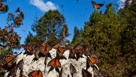 Monarch Butterfly Biosphere Reserve