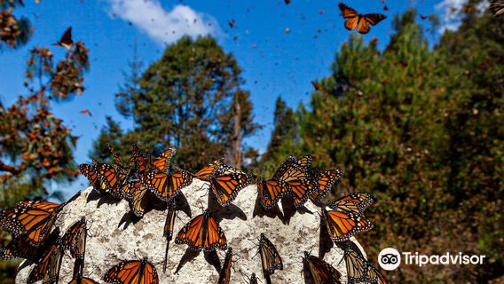 Monarch Butterfly Biosphere Reserve