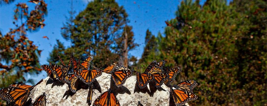 Monarch Butterfly Biosphere Reserve