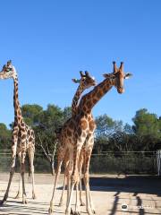 Parque zoológico de Montpellier