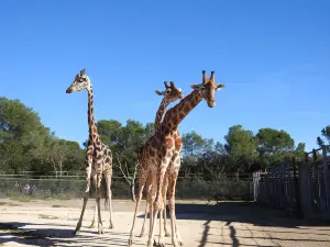 モンペリエ動物園