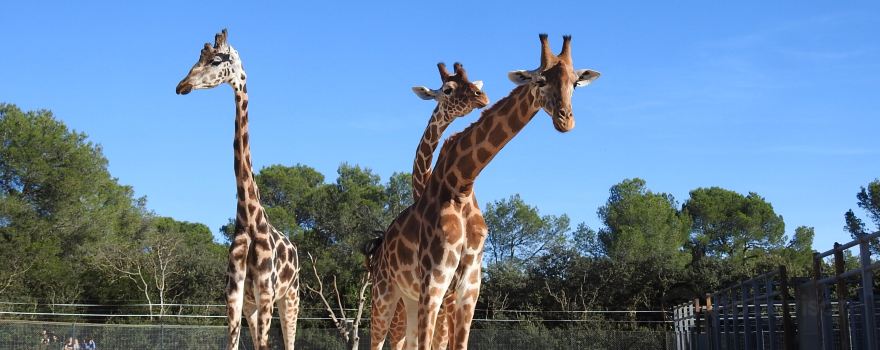 Parc Zoologique Henri de Lunaret