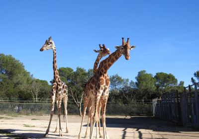Parque zoológico de Montpellier