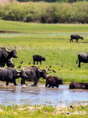 Kapolnapuszta Buffalo Reservation