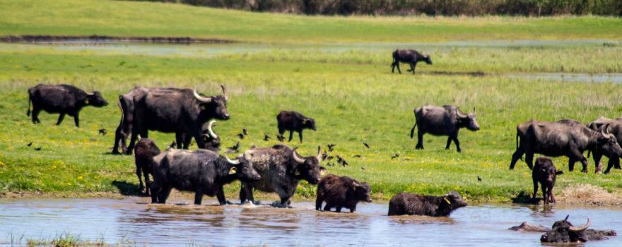 Kapolnapuszta Buffalo Reservation
