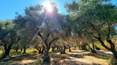 Ezor Hadera