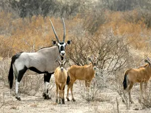 Kalahari Desert