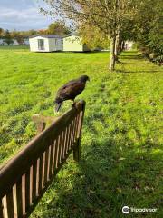 Cumberland Bird Of Prey Centre