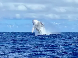 Beluga Diving