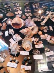 Endo Shell Museum