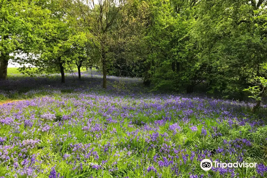 Lodge Hill Bluebells