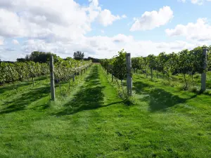 Vines & Rushes Winery