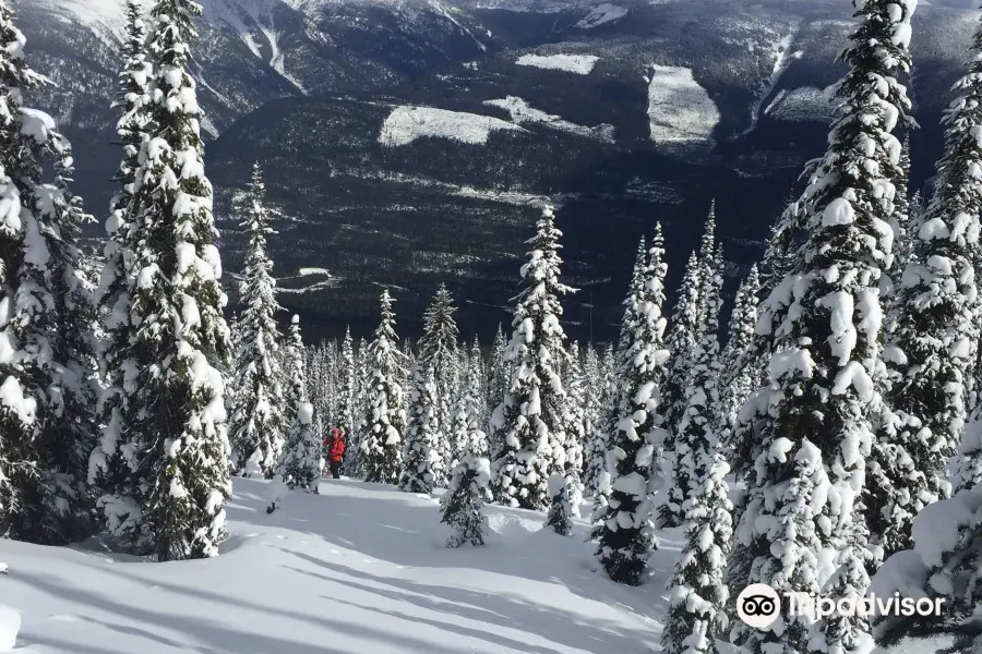 White Grizzly Cat Skiing