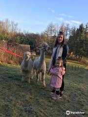 David's Hill Alpacas