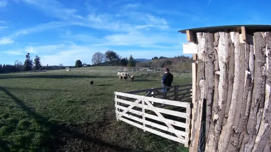 Irish Working Sheepdogs