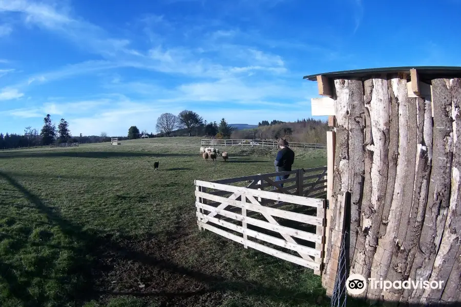 Irish Working Sheepdogs