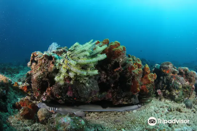 Diving in Sabah