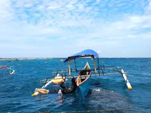 Whale Shark Gorontalo