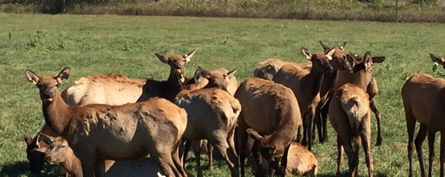 Amber Elk Ranch