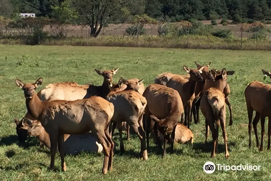 Amber Elk Ranch