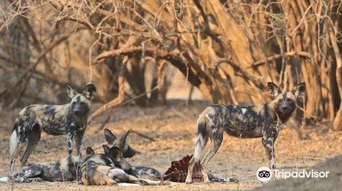 Camping Sites at Mana Pools National Park