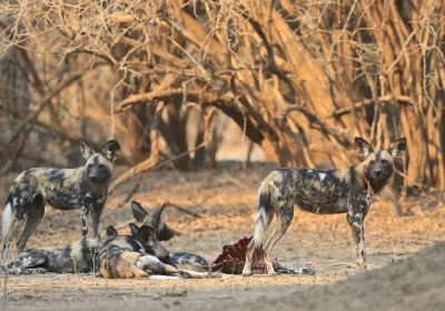 Camping Sites at Mana Pools National Park