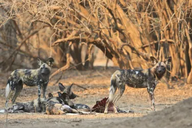 Hurungwe