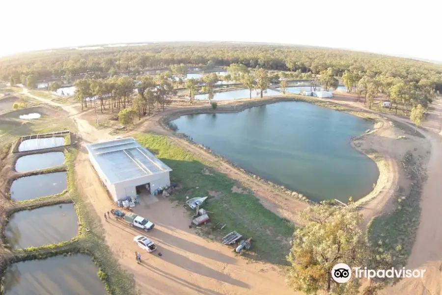 Narrabri Fish Farm