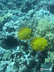 Red Sea Elite Diving