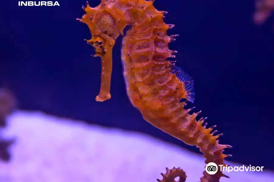 インブルサ水族館