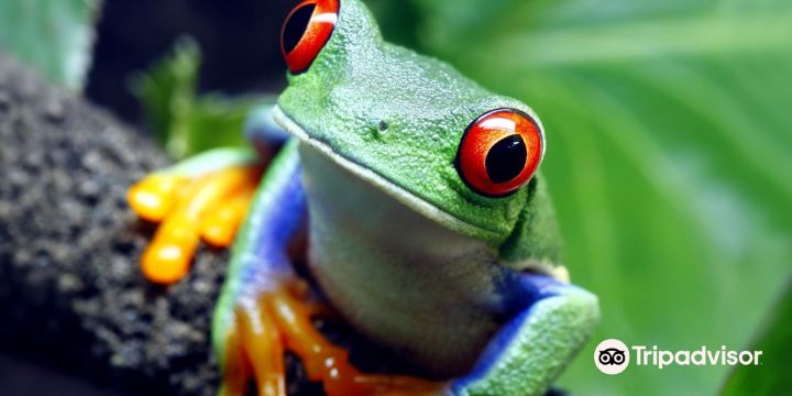 Rainforest Adventures Zoo
