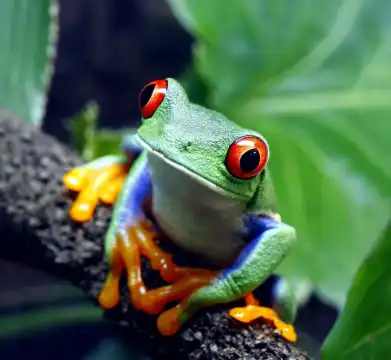 Hotels near Rainforest Adventures Zoo