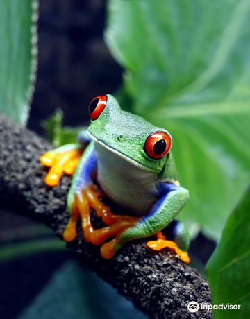 Rainforest Adventures Zoo