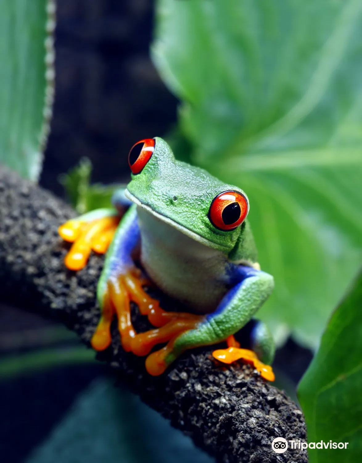 Rainforest Adventures Zoo
