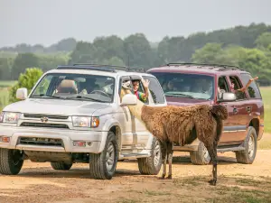 Safari Wild Animal Park