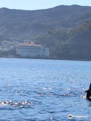 Catalina Coastal Tours & Fishing