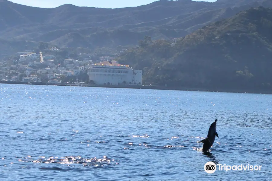 Catalina Coastal Tours & Fishing