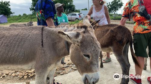 Antigua & Barbuda Humane Society