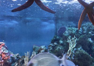 Acquario Mediterraneo dell’Argentario