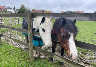 Bransby Horses Rescue and Welfare