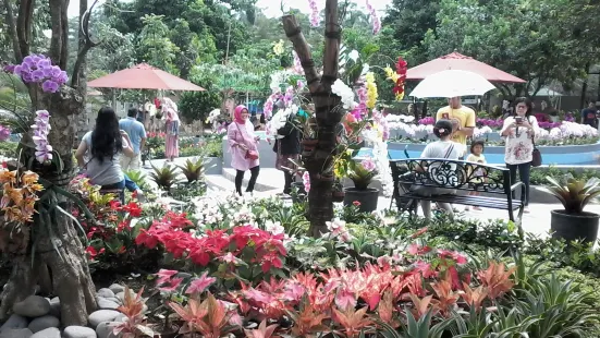 The Forest Island Purwokerto