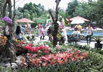 The Forest Island Purwokerto