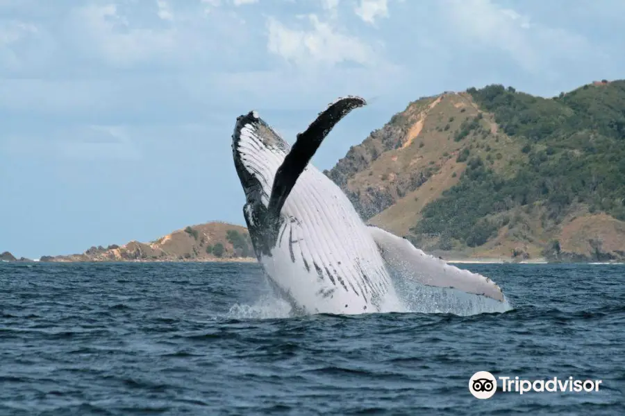 Whale Watching Byron Bay