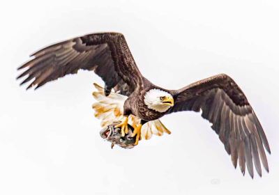 Grays Harbor National Wildlife Refuge