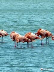 Flamingo Sanctuary Sint Willibrordus