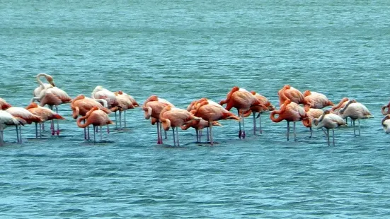 Flamingo Sanctuary Sint Willibrordus